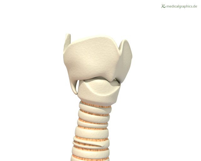 13.2.3 Larynx external view