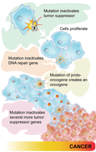 This flow chart shows how a series of mutations in tumor-suppressor genes and proto-oncogenes leads to cancer.