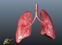 Lungs