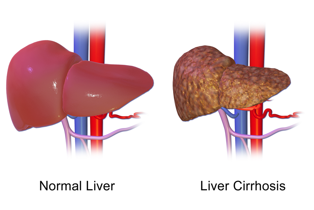 Liver