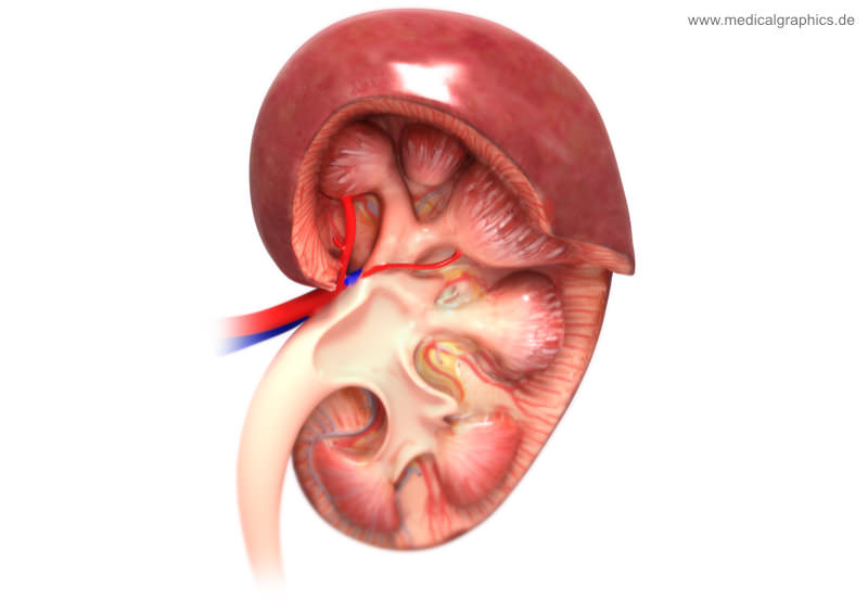 Kidneys