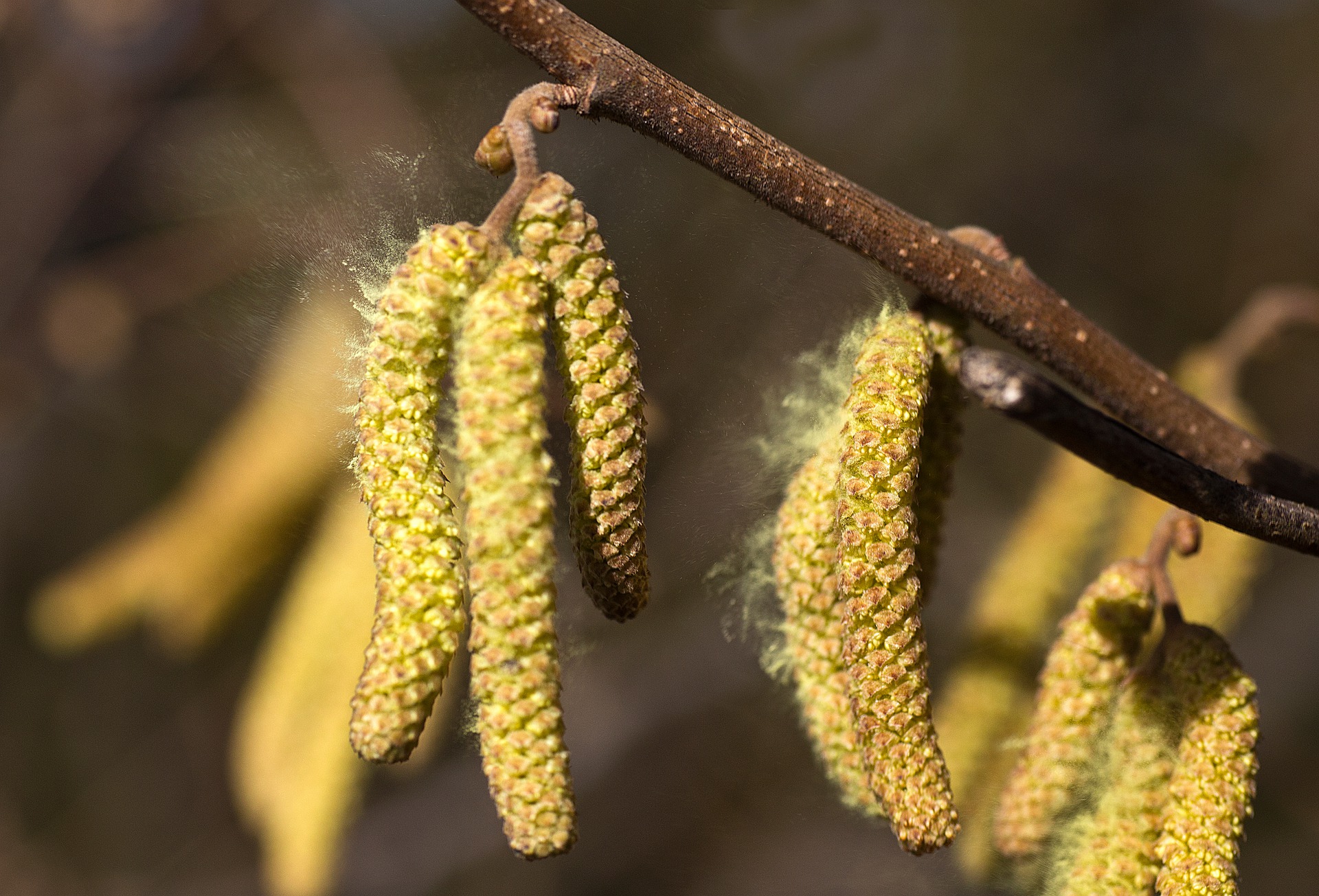 Pollen