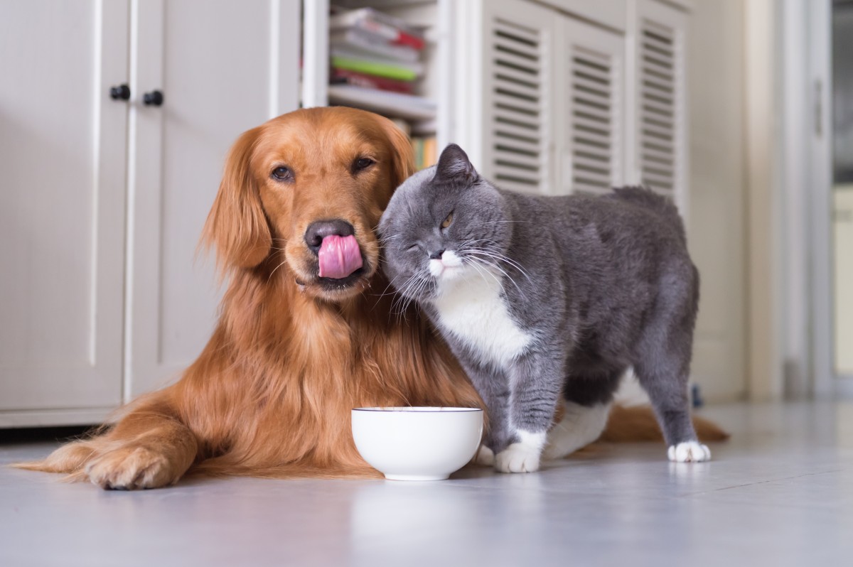 Pet Dander