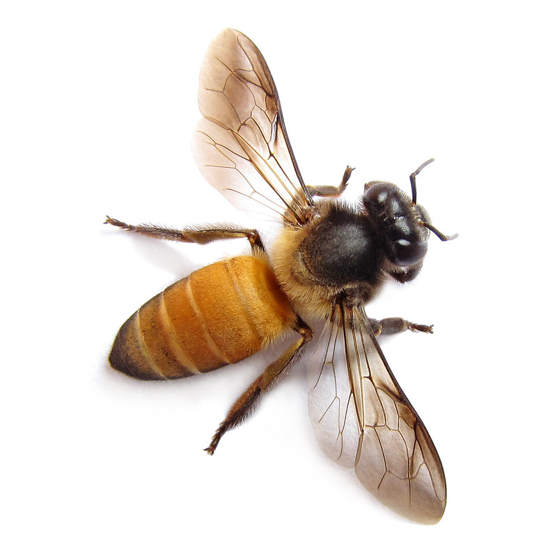 Insect stings