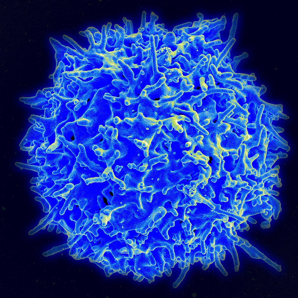 Human T Cell