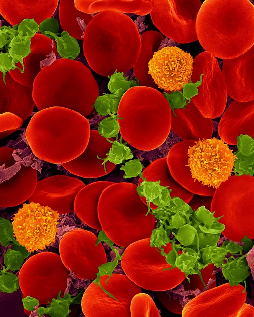 Blood cells: erythrocytes, leukocytes and platelets