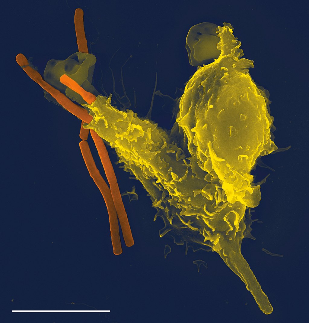 Neutrophil: destroys pathogens as part of the body&#039;s immune response