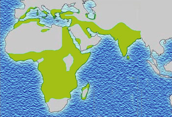 https://commons.wikimedia.org/wiki/File:Malaria_distribution.jpg