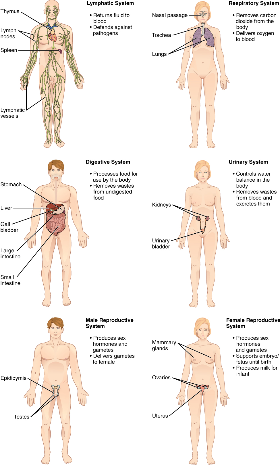 https://commons.wikimedia.org/wiki/File:Organ_Systems_II.jpg