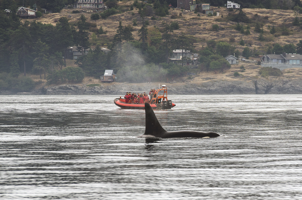 Tourists in a zodiac observe a killer whale metres away.