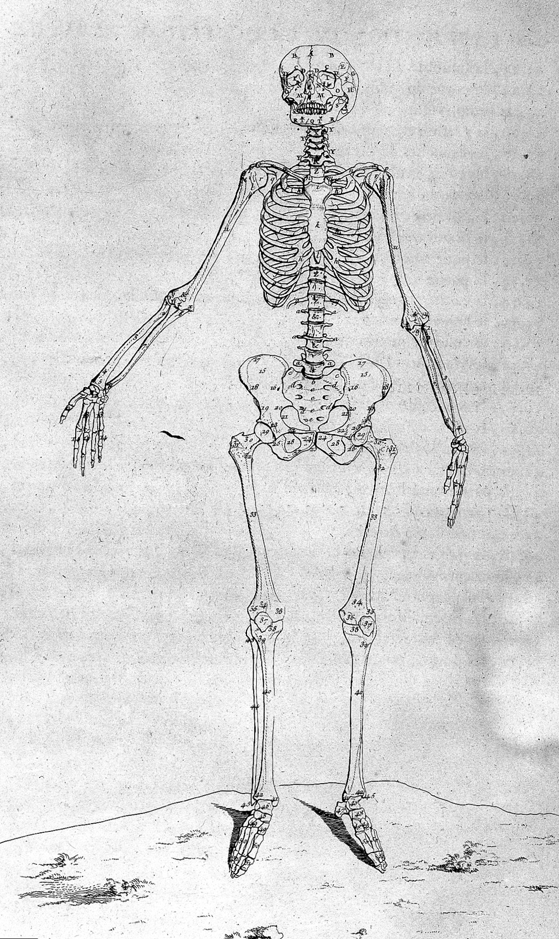 18th-century drawing of a female skeleton, annotated with a smaller skull.