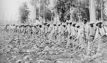 Photo of black prisoners engaged in farm labor.
