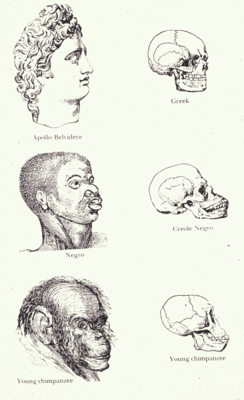 This drawing exaggerates the differences between the heads of two individuals and their skulls, labeled "Greek" and "Negro," while exaggerating the similarities between a "Chimpanzee" and a "Negro."