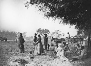 African American men and women hoe and plow the earth while others cut piles of sweet potatoes for planting. One man sits in a horse-drawn cart.