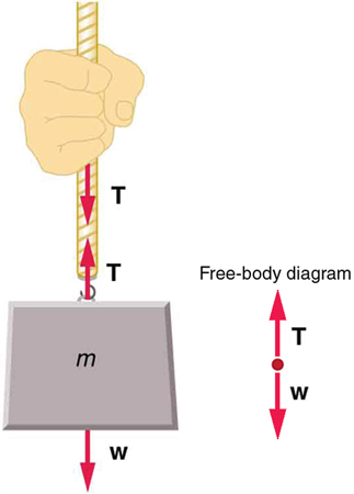 An object of mass m is attached to a rope and a person is holding the rope. A weight vector W points downward starting from the lower point of the mass. A tension vector T is shown by an arrow pointing upward initiating from the hook where the mass and rope are joined, and a third vector, also T, is shown by an arrow pointing downward initiating from the hand of the person.