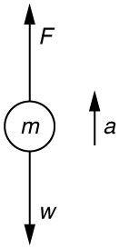 Two forces are acting on an object of mass m: F, shown by an arrow pointing upward, and its weight w, shown by an arrow pointing downward. Acceleration a is represented by a vector arrow pointing upward. The figure depicts the forces acting on a high jumper.