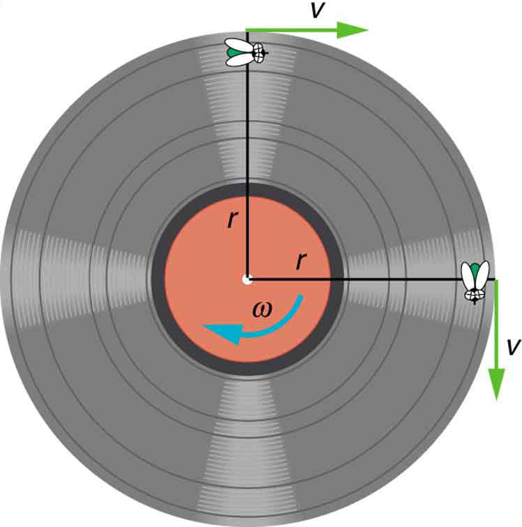 The given figure shows the top view of an old fashioned vinyl record. Two perpendicular line segments are drawn through the center of the circular record, one vertically upward and one horizontal to the right side. Two flies are shown at the end points of the vertical lines near the borders of the record. Two arrows are also drawn perpendicularly rightward through the end points of these vertical lines depicting linear velocities. A curved arrow is also drawn at the center circular part of the record which shows the angular velocity.