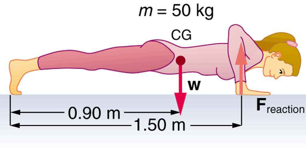 A woman is doing push-ups. Her weight w is acting on her center of gravity , shown by a vector pointing downwards. Her center of gravity is zero point nine zero meters from her feet and reaction force F acting on her arms is shown by the vector pointing upward along her arms. The distance of reaction force from the feet is one point five zero meters.
