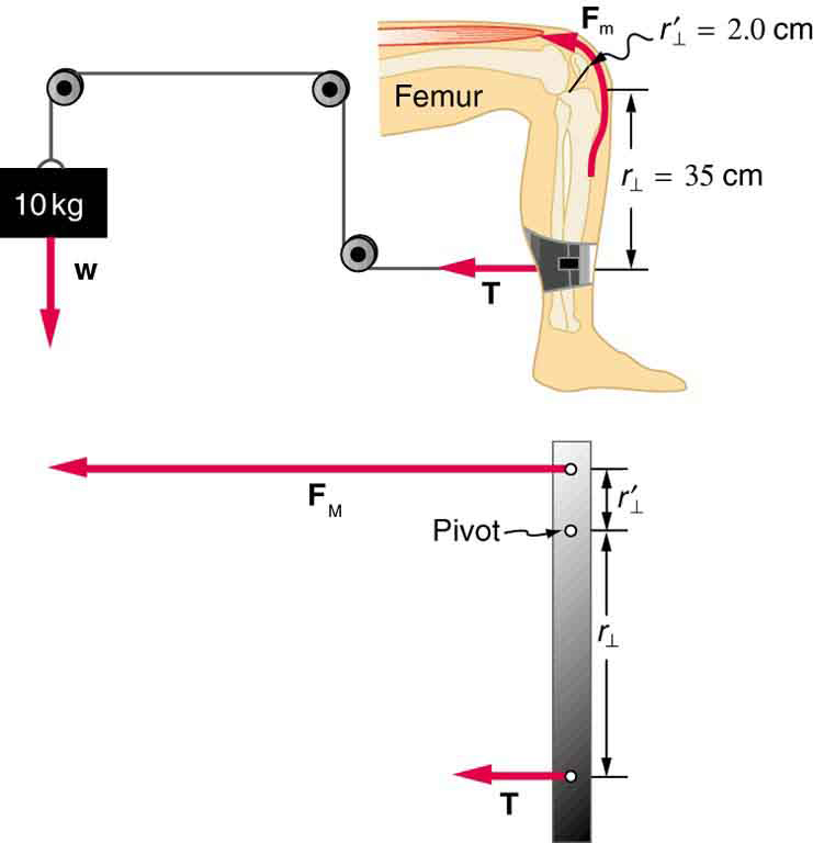 A machine for leg exercise is shown. A wire is tied to a cuff around the lower part of a leg. This wire passes over three pulleys and is connected to a ten kg weight. The tension in the wire is shown near the leg in the direction of the wire. On the leg, a point on knee is shown as the pivot. The distance between the pivot and the point where the wire is tied to the leg is thirty five centimeters. A free-body diagram of the leg, represented as a pole, is shown.