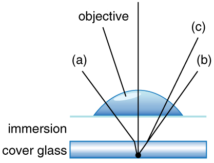 Diagram of paths of light from a specimen and refracting through air, water, and oil.