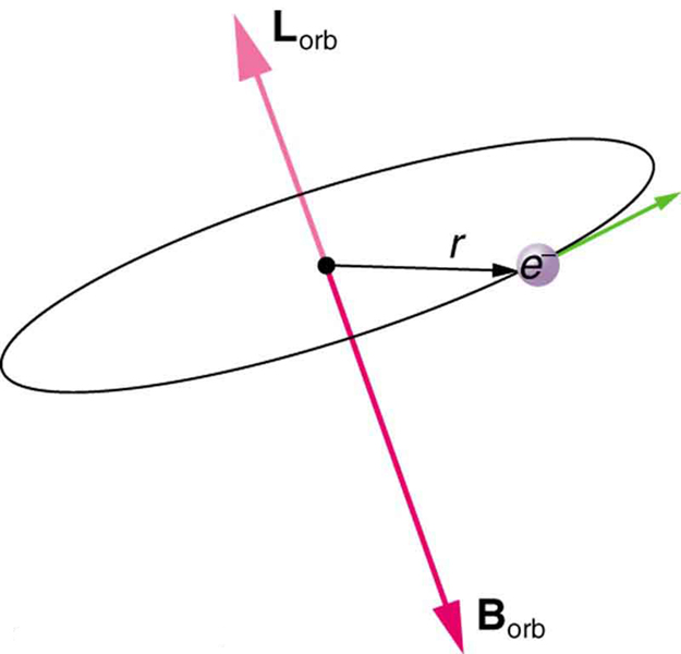 The figure shows an electron traveling in a circular orbit with radius r. A magnetic field B sub orb is oriented downwards and the orbital angular momentum L sub orb is oriented along the same line but upward, in a direction opposite B sub orb.
